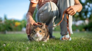 Katzen an der Leine als TikTok-Trend: Tierquälerei oder völlig harmlos?