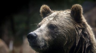 Berichte: Grizzlybär greift Grundschulklasse an - Verletzte