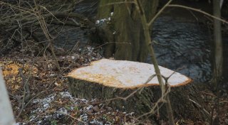 Petition für Baum- und Klimaschutz in Enger hat bereits über 100 Unterstützer