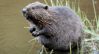 Bedrohte Tierart im Kreis Paderborn: Der Biber kehrt an Lippe und Pader zurück