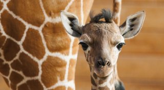 Zoo stellt Giraffenbaby «Sonnenschein» vor