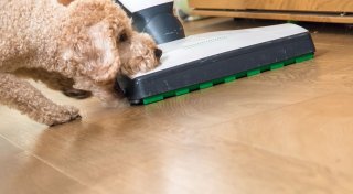 Tierfreundlich putzen: So geht's