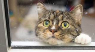 Katzen im Herbst beschäftigen - 3 Ideen