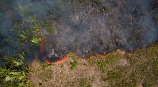 Bericht: Waldzerstörung geht immer schneller