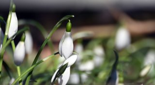 Kommt jetzt der Frühling?