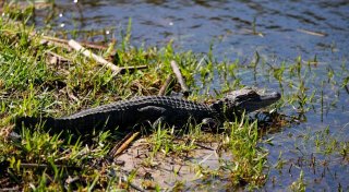 Vechta sucht nach Alligator