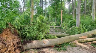 Tornado-Verdacht in Bünde: Experte sucht Beweisvideos