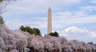 «Beste Fotobombe ever»: Obama spaziert durchs Blütenbild
