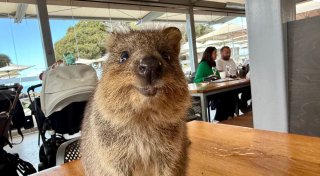Australiens Selfie-Stars: Zu Gast bei den lächelnden Quokkas