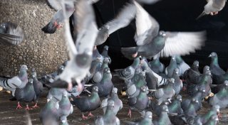 200 Tauben aus Limburg gerettet