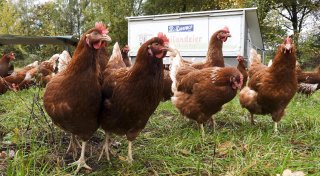 Vogelgrippe in OWL: Geflügelhalter bangen um ihre Tiere - Verbraucher um die Preise
