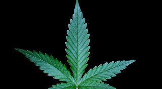 Welche Hürden verhindern, dass sich im Kreis Höxter ein Cannabis-Anbauverein gründet?