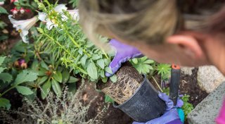 Gartenmonat März: Jetzt ist Zeit zum Staudenpflanzen