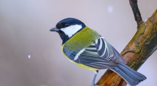 Mitmachaktion: Zählen Sie die Vögel in Ihrem Garten