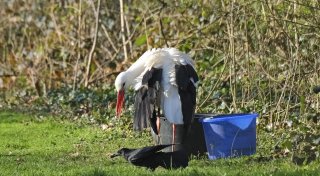 Bekannter Bielefelder Storch „Frau Meier“ ist tot: War es doch ein Hund?