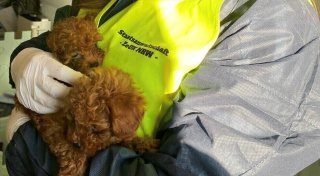 Illegaler Welpenhandel? 75 Hunde in Stemwede und Halle von Veterinärämtern sichergestellt
