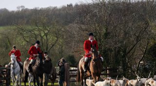 Tierschützer fordern schärferes Jagdverbot in England