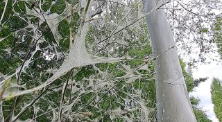 Gespinstmotten breiten sich aktuell im Kreis Gütersloh aus - das steckt dahinter