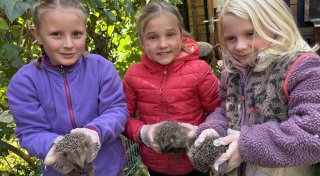 Süße Aktion: Grundschülerinnen helfen in Warburg Igel zu retten