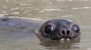 Klimawandel setzt Robben zu - Drei Arten stärker gefährdet