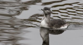 Besondere Sichtung in Bielefeld: Superseltener Vogel macht Halt am Obersee