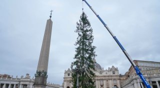 Alle Jahre wieder: Öko-Streit um Papst-Weihnachtsbaum
