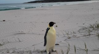 Weit weg von Zuhause: Kaiserpinguin strandet in Australien
