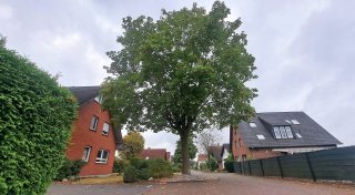 Mögliche Schäden durch große Bäume beunruhigen Anwohner in Steinheim