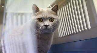 Katze kastrieren lassen - ist das unbedingt nötig?