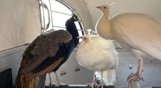 Plötzlich ein Pfau im Garten: Exotischer Besucher aus Minden findet neues Zuhause