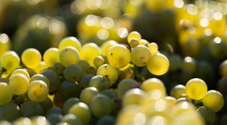Deutsche Winzer erzeugen deutlich weniger Wein