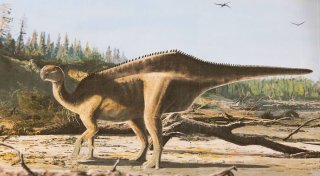 Dinosaurier mit Hautsegel entdeckt