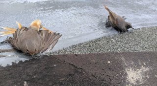 Bielefelder Tierschützer fassungslos über heftigen Fall von Tierquälerei