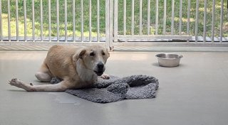 Tierheim Minden schlägt Alarm: Acht Hunde aus Verwahrlosung gerettet