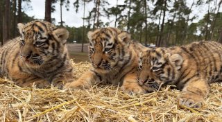 Drei Sibirische Tigerbabys im Serengeti-Park geboren