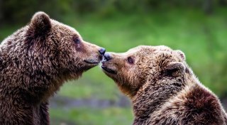 Tierische Bielefelder Stars: Olderdissen-Kalender 2025 ab sofort erhältlich