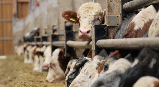 Hunderte Verstöße bei Tierhaltern in OWL - Kreise stellen sogar Anzeige