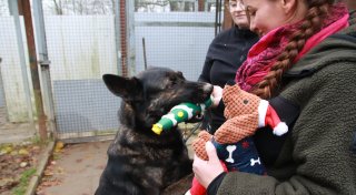 Schäferhündin Lady sitzt am längsten im Tierheim: Wer schenkt ihr ein Zuhause?