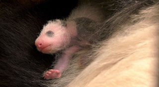Panda-Zwillinge im Berliner Zoo entwickeln sich prächtig