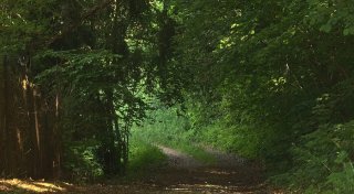 Toter Esel in Bielefelder Wald entdeckt: Polizei sucht mehrere Tierquäler