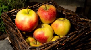 So bleiben Äpfel und Birnen im Winter knackig