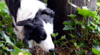 Schutz gegen Hunde-Giftköder: Erziehung ist das Wichtigste
