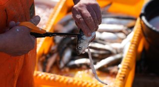 Schleppnetz-Fischerei verursacht womöglich Milliardenschäden