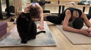 Zu Besuch beim Katzen-Yoga in Minden - Das sagen Tierschützer zu dem Angebot