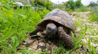 Ziemlich aufwendig: So hält man Schildkröten artgerecht