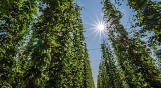 Deutlich mehr Hopfen geerntet