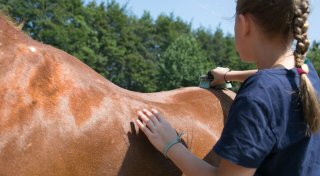 Ein Pferd, zwei Reiter: Eine gute Idee?