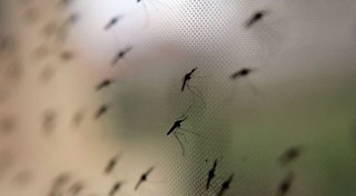 Abholzung im Amazonasgebiet erhöht Malaria-Risiko