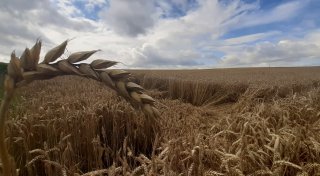 Paderborner Bauern sprechen über Sorgen und Erfolge