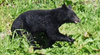 Rekordzahl an Todesfällen: Japan bläst zur Bärenjagd